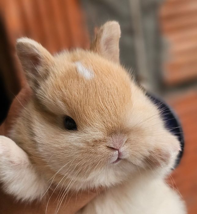 Coelhos anões Raças puras vacinados