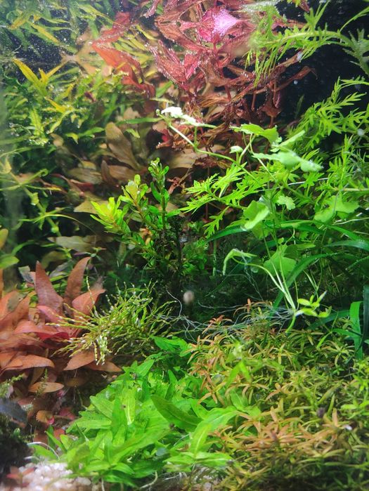 Рослинки в акваріум набором