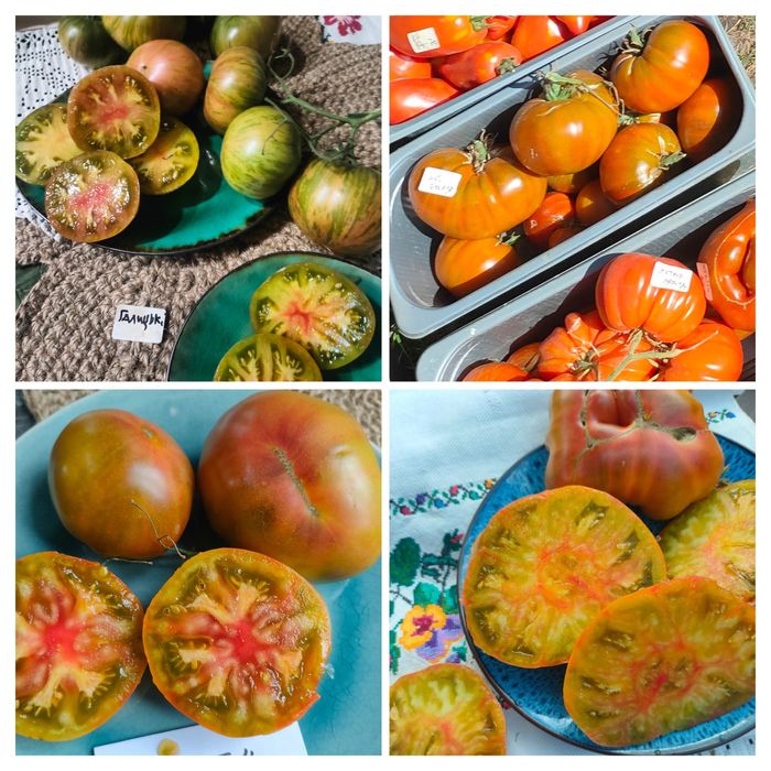 "Моя Україна" набір насіння колекційних томатів