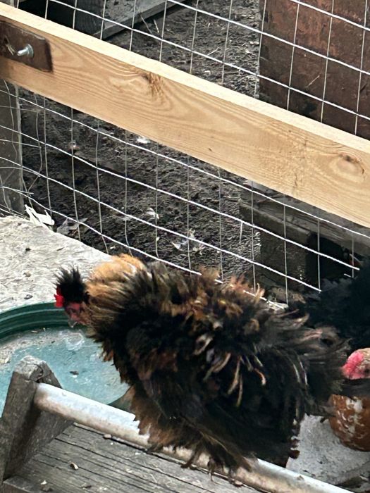 Продам курей (півнів) корольок/бентамку