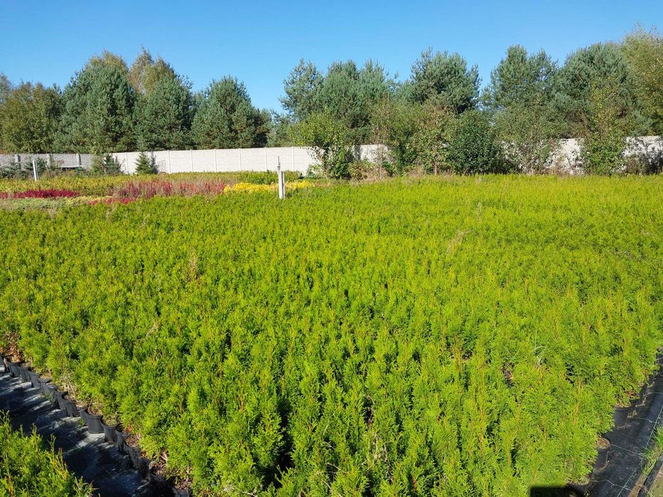 Thuja SMARAGD 70cm TUJA PROMOCJA Brabant  Aureospicata 80cm szmaragd