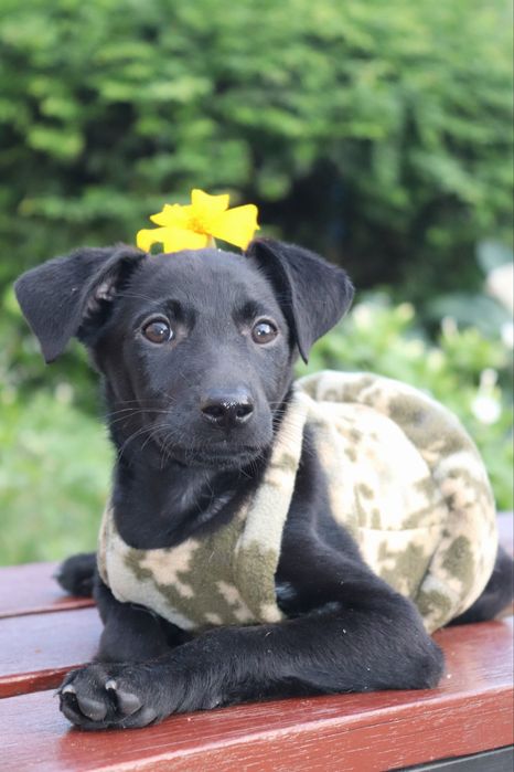 Ася мріє про родину