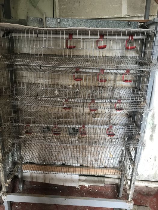 Клетки для перепелов