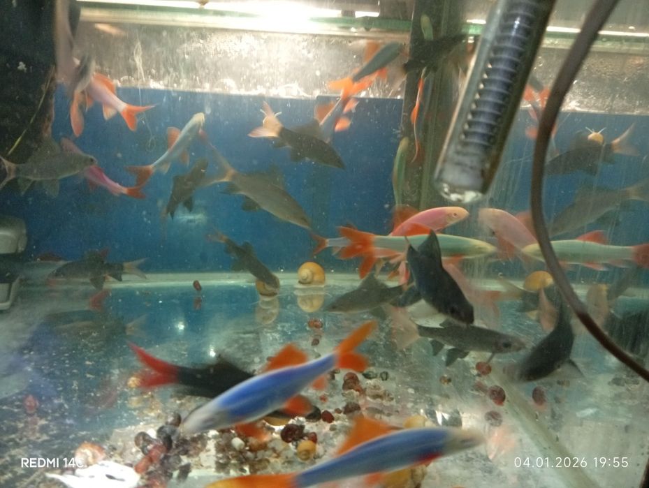 Продам взрослых рыб Лабео.Сом.