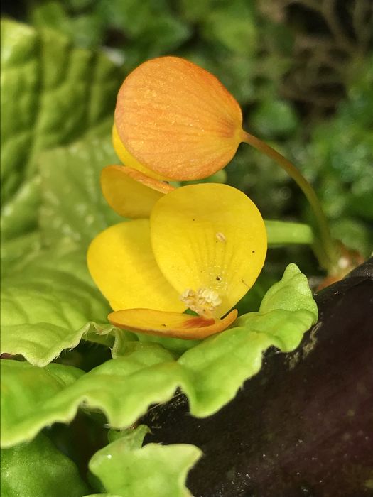 Бегония Buttercup