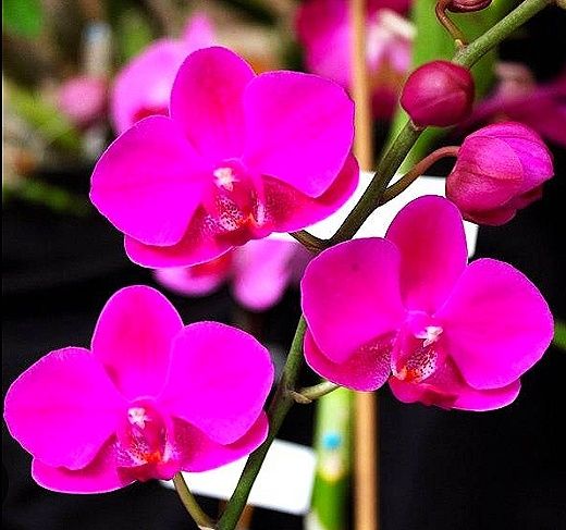 Орхидея фаленопсис сортовая Азия, детка на пне