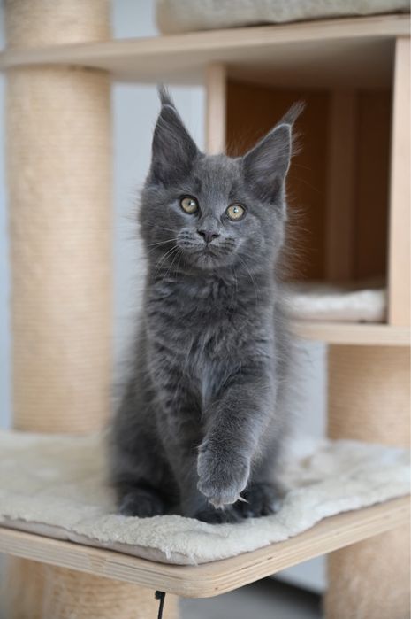 Koteczka Maine Coon niebieska