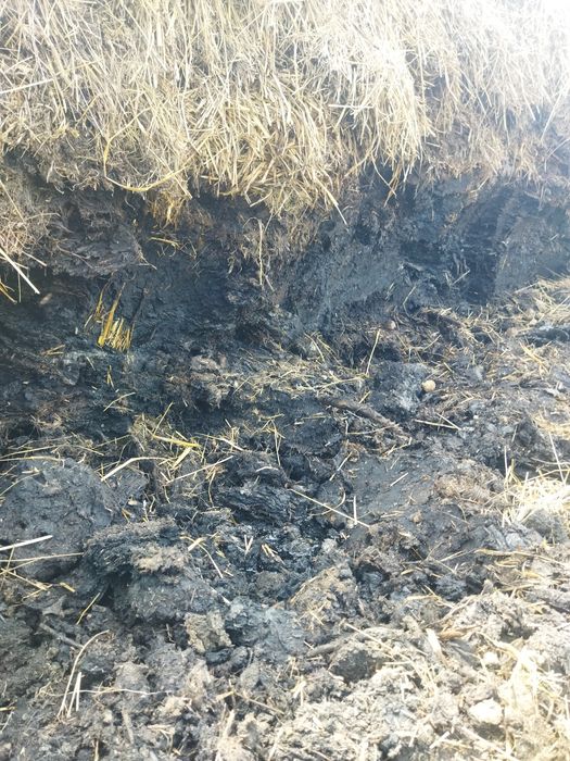 Навоз кінський, перегній