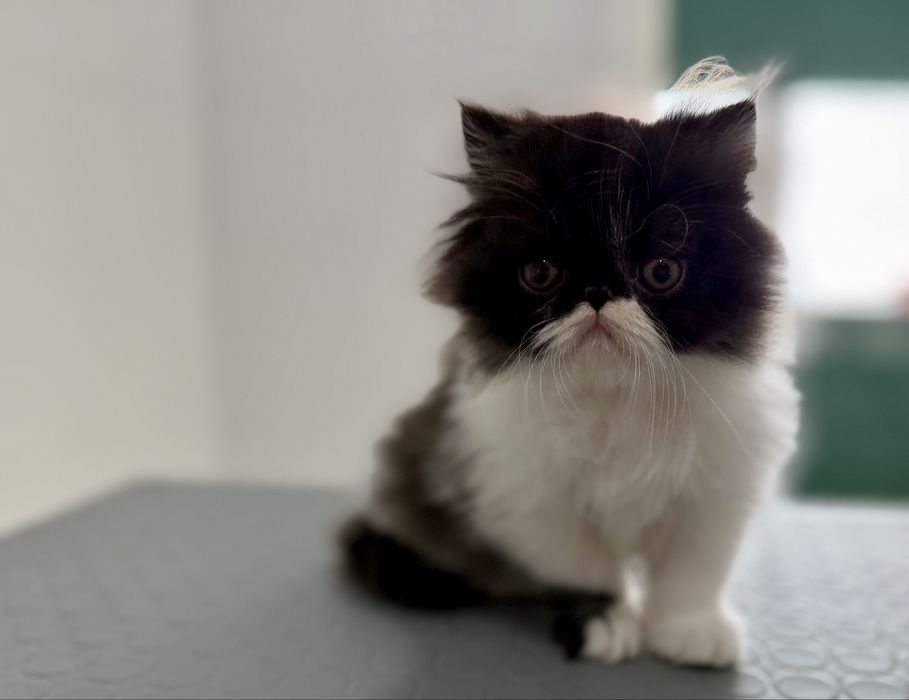 Gatinho Persa  Premium ! Excelente Linhagem!