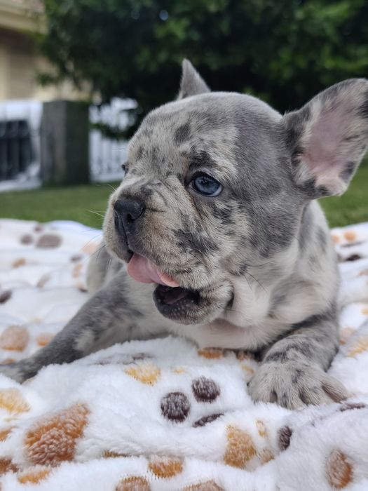 Bulldog lilac Merle
