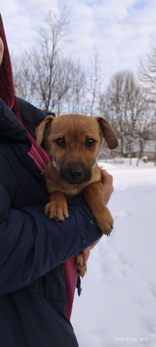 Маленький Блінчік шукає родину