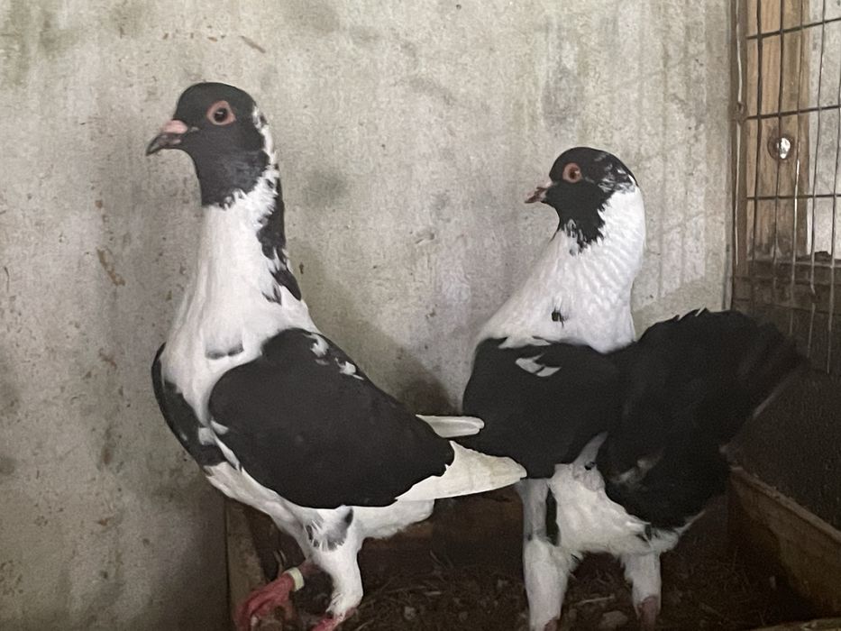 Casal de Pombos  Galinha