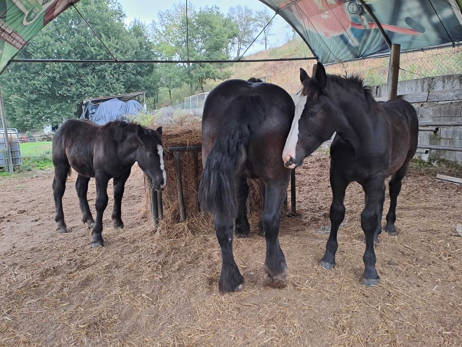 Poldros Percheron x Hispano Breton - Cavalos de tiro