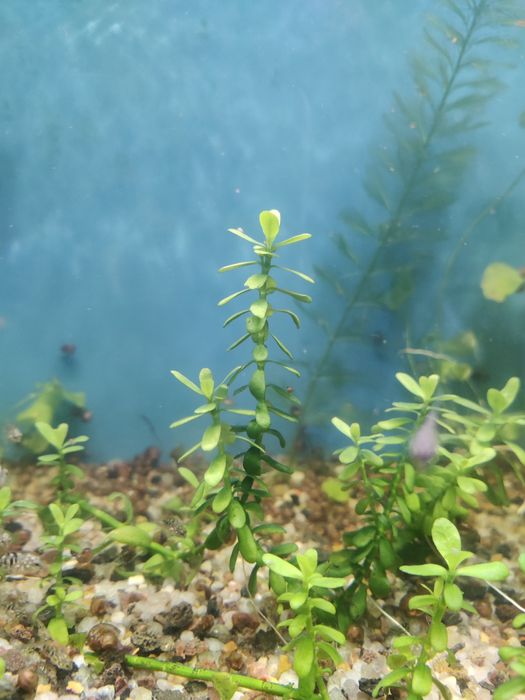 Продам акваріумні рослини