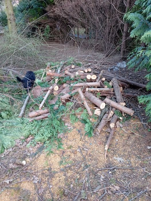 Tuje ścięte za darmo