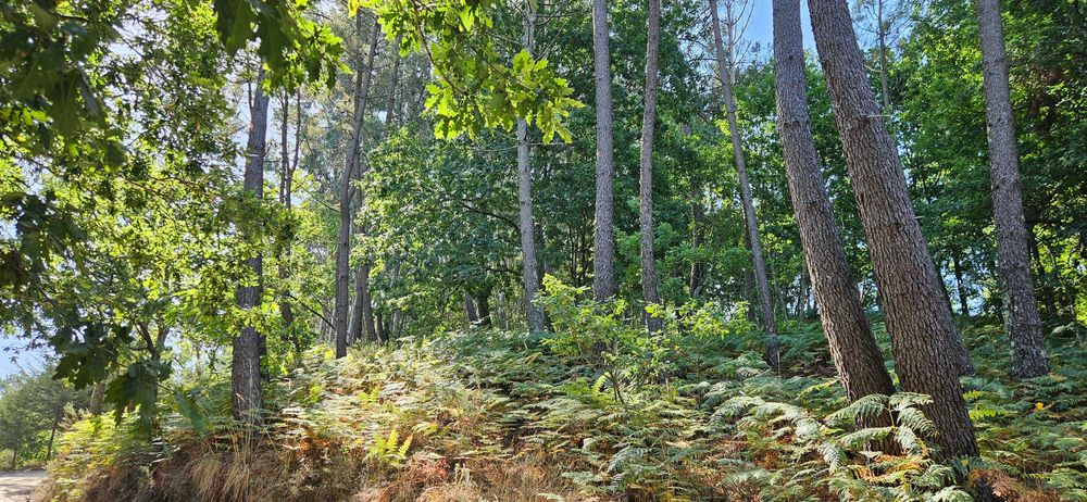 Terreno agrícola com 8.700 m² em Basto (S. Clemente), Celorico de Basto