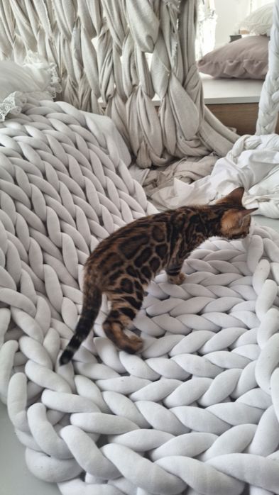 Шикарна золота дівчинка