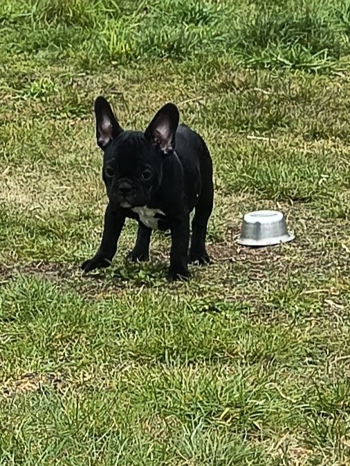 Buldog francuski-pies