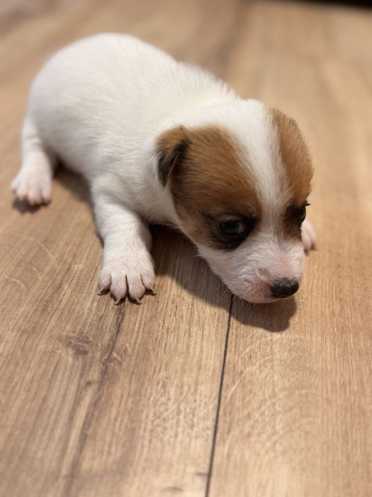 Piesek Jack Russel Terrier