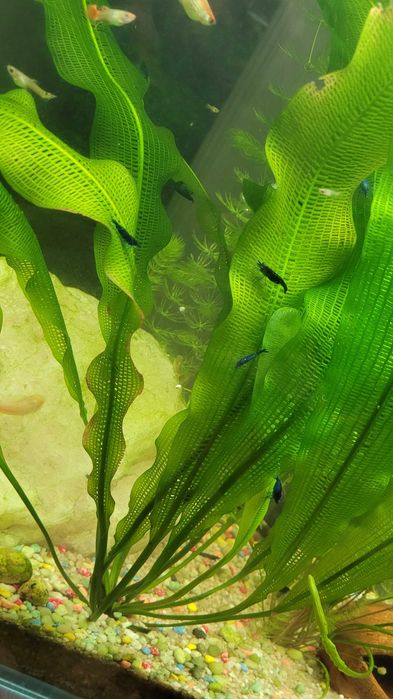 Vendem-se peixes de aquario água doce.