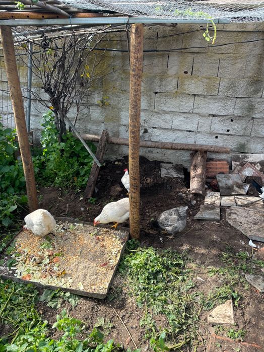 Venda de ovos galinhas, galos e pintos