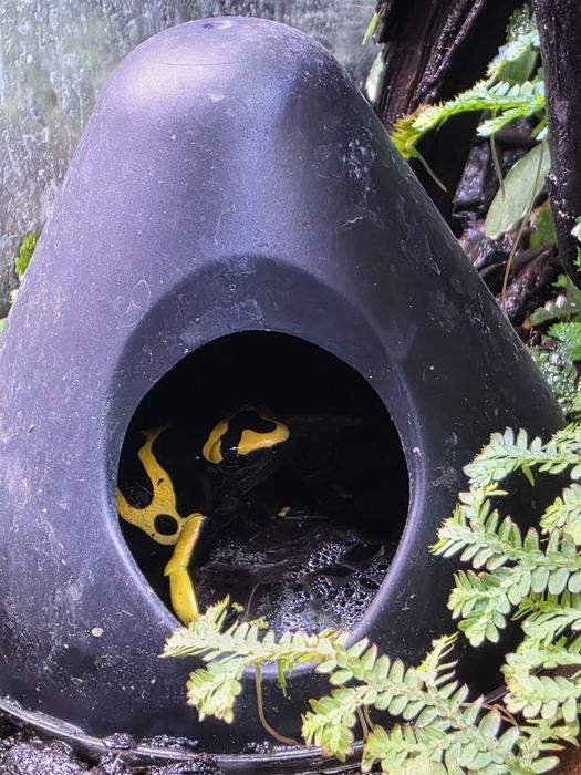 Domek  grota dla drzewołazów liściołazów terrarium