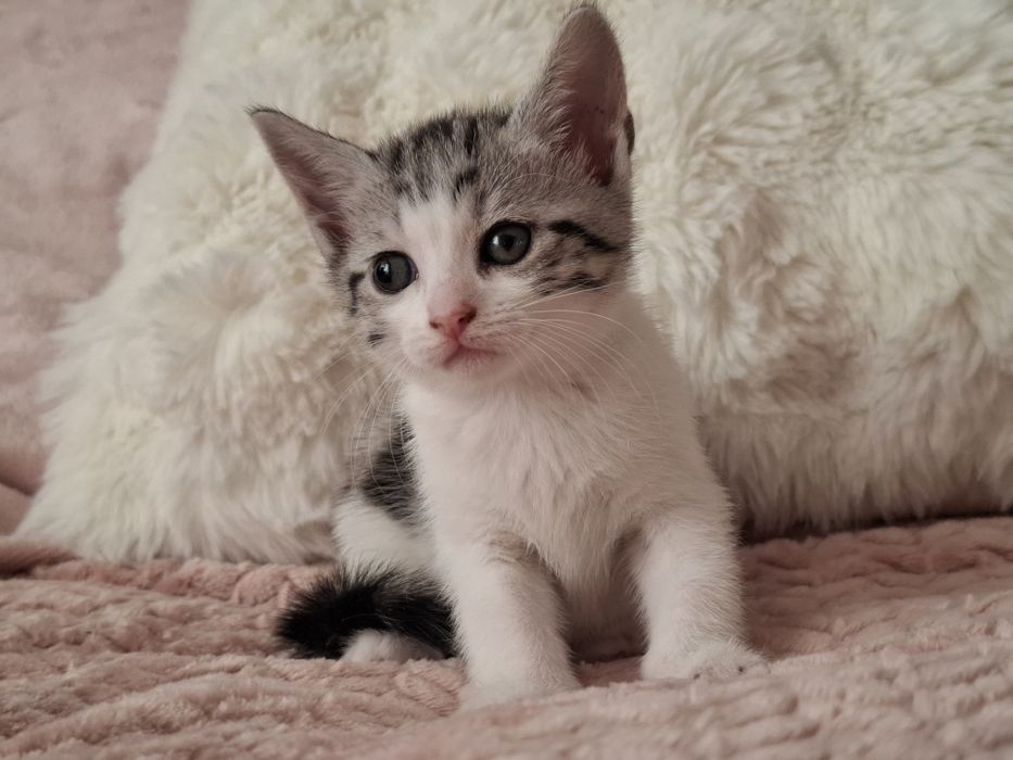 Кошенята в люблячі руки