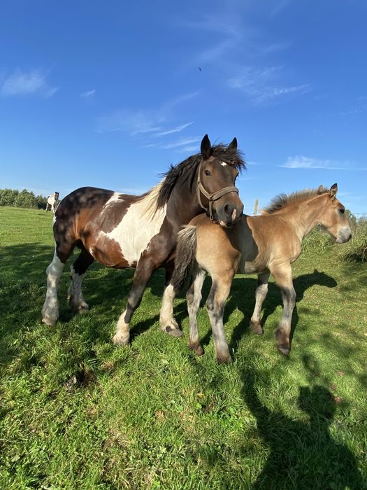 Koń, klacz, Czarno-Biała, z ogierem komplet.