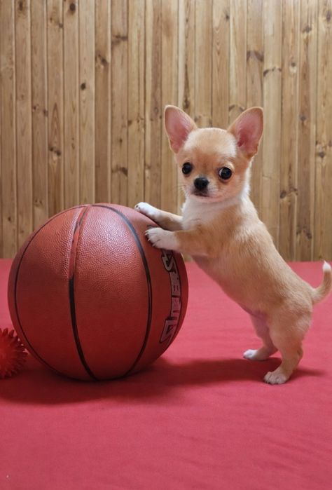 Пропоную дівчинку  чіхуахуа