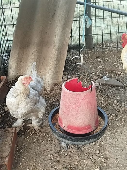 Casal Brahma Isabela