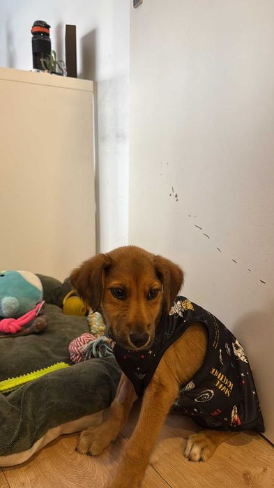 Cadela bebé para adoção responsável