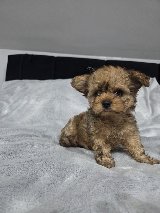 Yorkshire Terrier Ocean Pearl pies