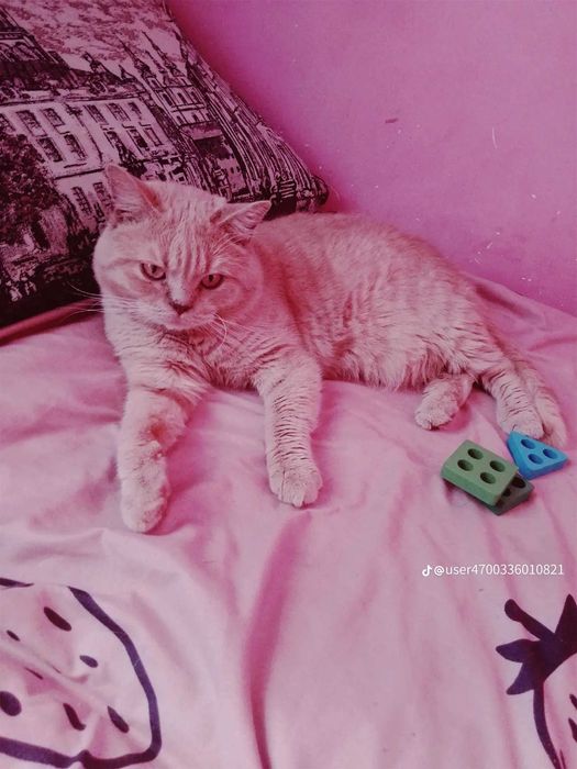 Котик шукає кішку для в'язки