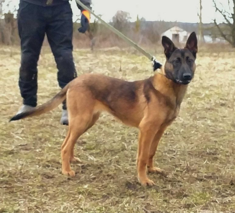 Праця з собаками