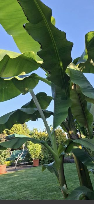 Musa basjoo bananowce