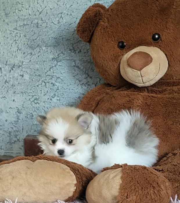 Szpic miniaturowy pomeranian