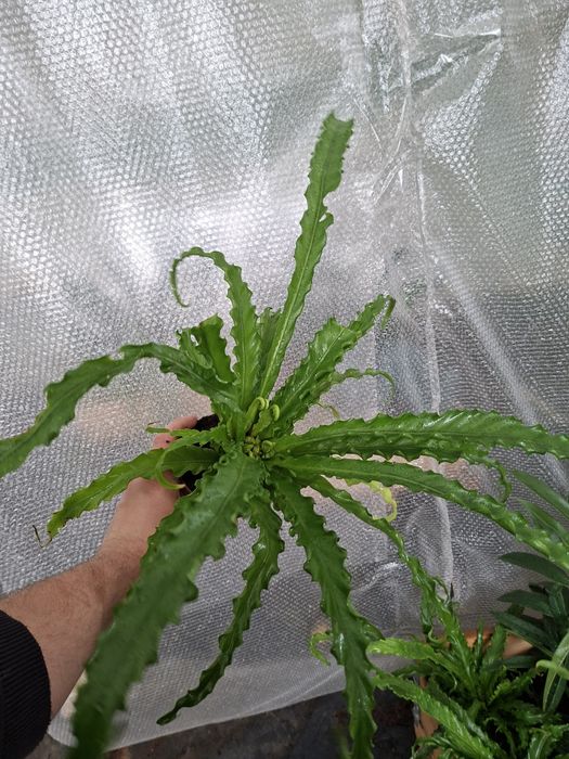 Asplenium antiquum 'Osaka'  WYSYŁKA