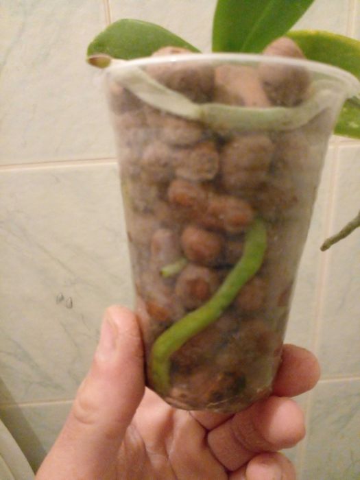 Обміняю орхідею фаленопсис