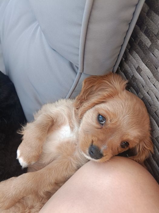 cavapoo ostatni piesek