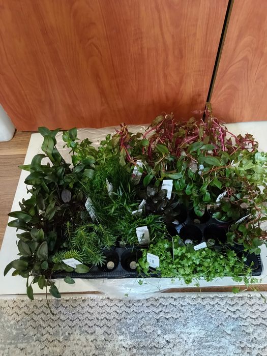 Rośliny pozostałe po zakładaniu akwarium