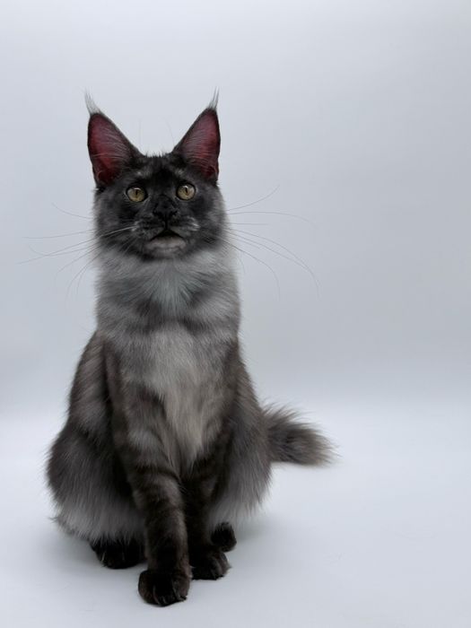 Мейн кун котенок девочка
