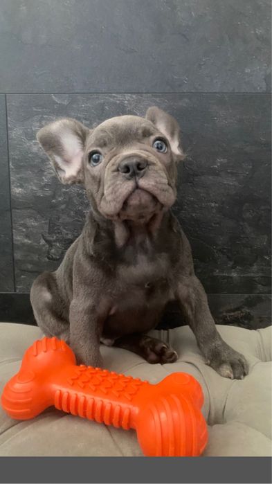 Ніжний хлопчик,блакитний французський бульдог, ліпший друг