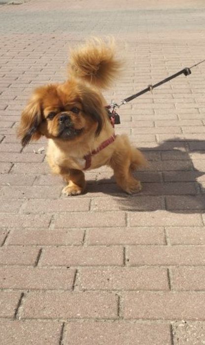 Pekinczyk Królewski