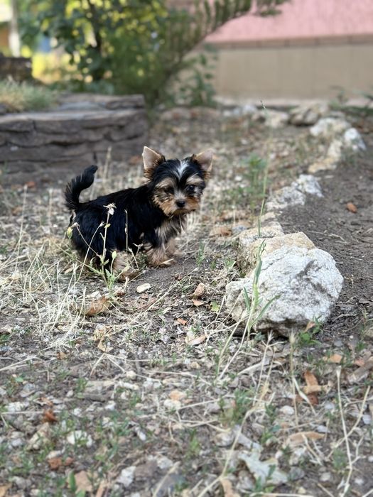 Міні та мілкий стандарт йорки