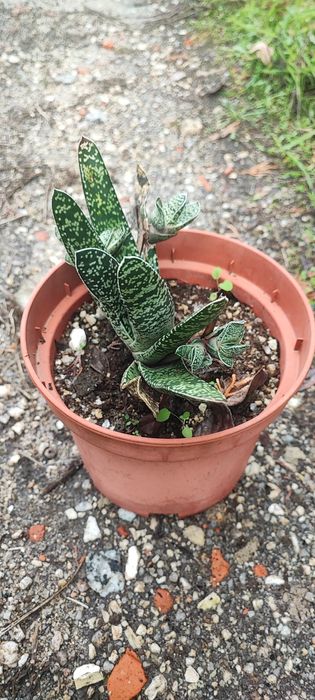 Planta suculenta