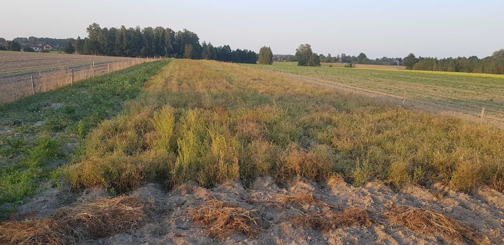 Ziemniaki bez oprysków Soraya Jurek i Gwiazdy 18 zł/15kg