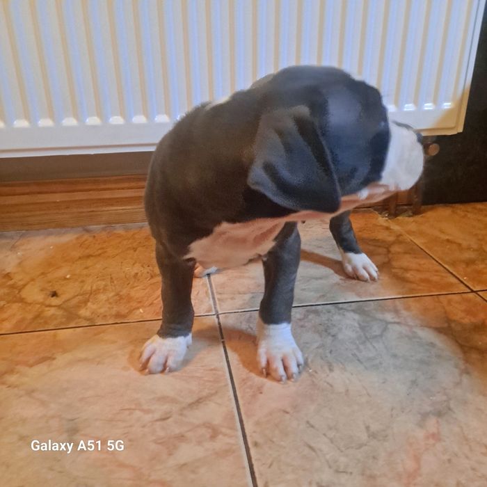 Amstaff  Szczeniak Suczkaa