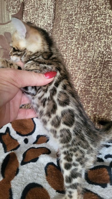 Бенгальские котята wcf.