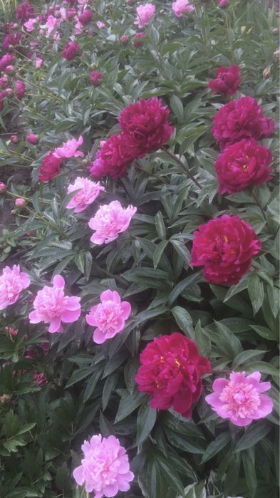 Піони та іриси.!