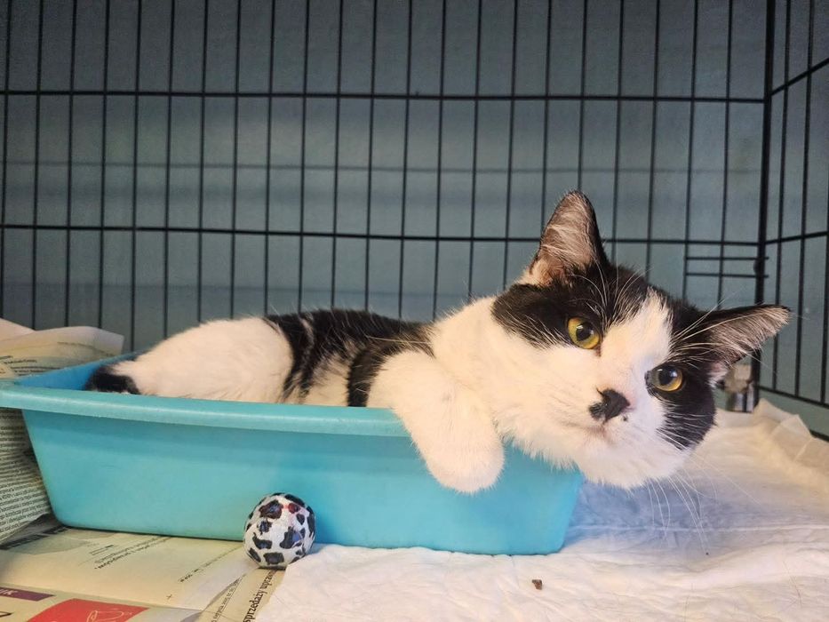 Słodki Oreo potrzebuje  swojego miejsca